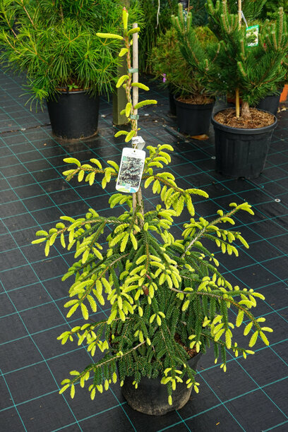 Smrk východný Aureospicata, 80/100 cm, v květináči Picea orientalis Aureospicata